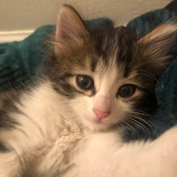 Meet your Posher, Sophia - Picture 3 of 5